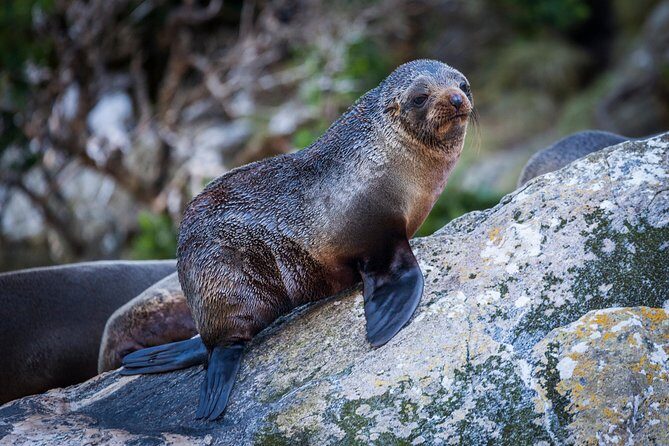 2-Hour Milford Sound Scenic Cruise - Boats, Crowds, and the 75-Person Limit: Why This Feels More Personal