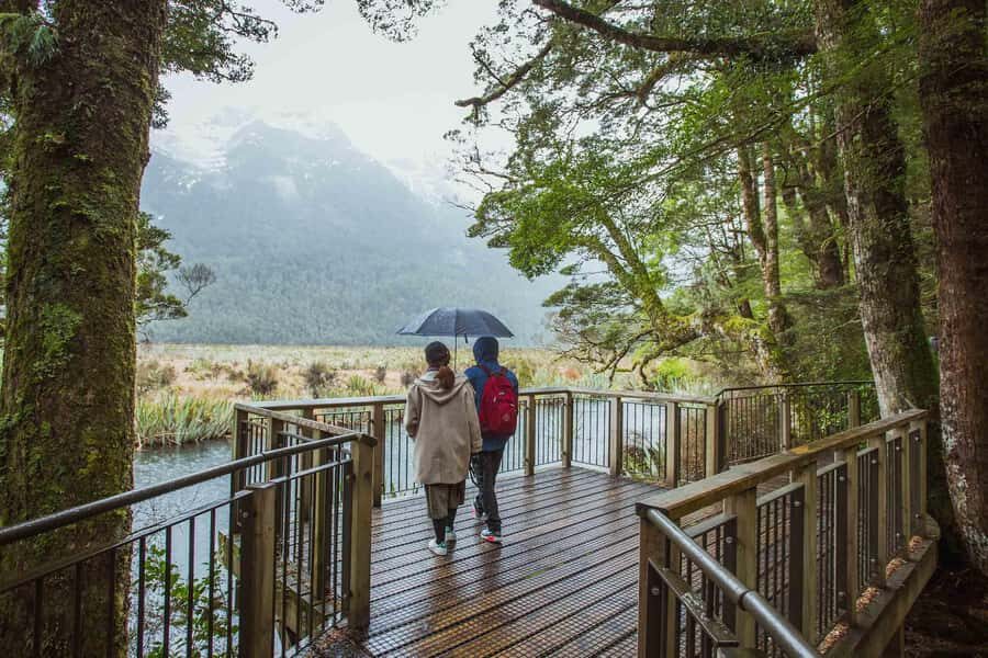 From Te Anau: Milford Sound Coach Tour and Cruise - The Scenic Bus Drive: Fiordland’s Viewpoints, Stops, and Timing