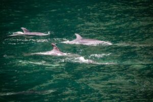 From Te Anau: Milford Sound Cruise and Coach Day Trip - Getting there: Milford Road with photo stops (and why that matters)
