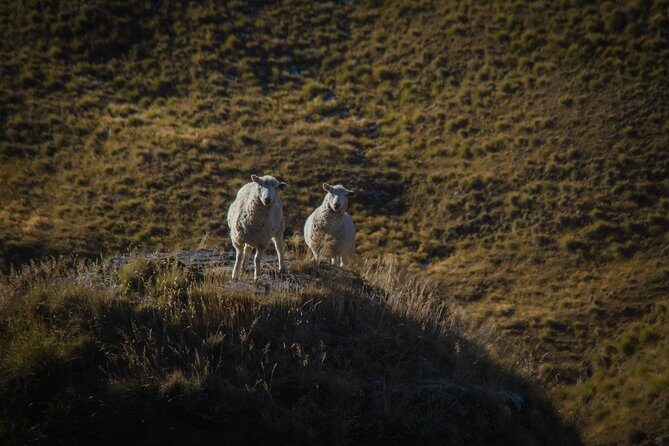 Half Day Queenstown & Beyond Private Scenic Photography Tour - Who this tour suits best