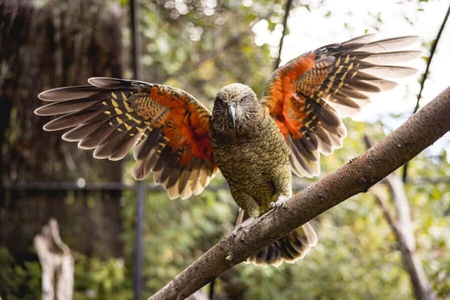 Kiwi Park Admission Ticket - Kiwi Park in Queenstown: a small-ticket day with a big payoff