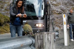 Luxury Milford Sound Coach and Scenic Cruise - Fiordland National Park time in Te Wahipounamu