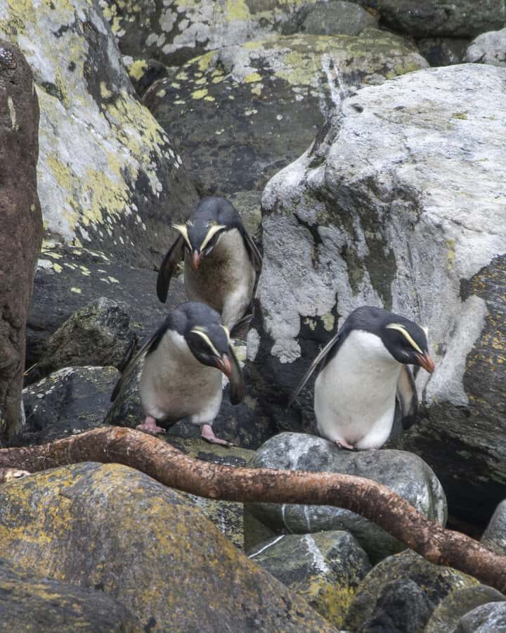 Milford Sound: 2-Hour Wildlife & Nature Cruise - Live nature commentary: what the guides do with your time