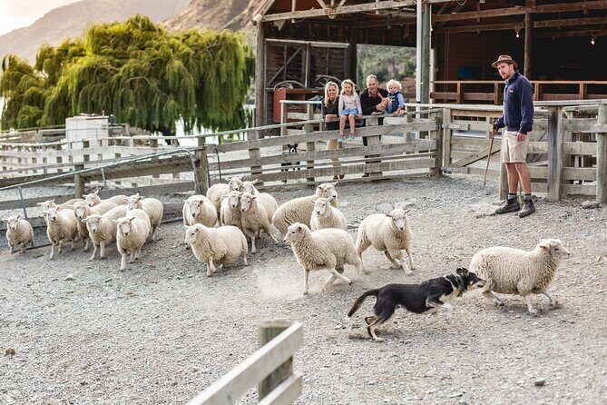 Queenstown Lake Cruise and Walter Peak Farm Adventure - Your 3.5-hour flow: how the timing usually feels