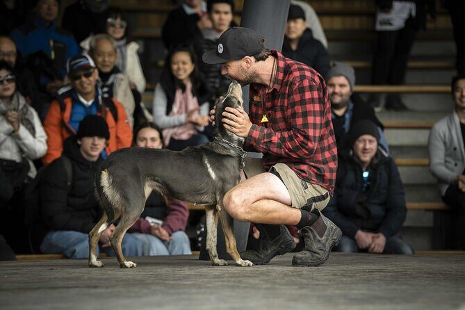 Queenstown: Walter Peak Farm Tour and Lake Cruise - Sheep shearing and the high-country know-how