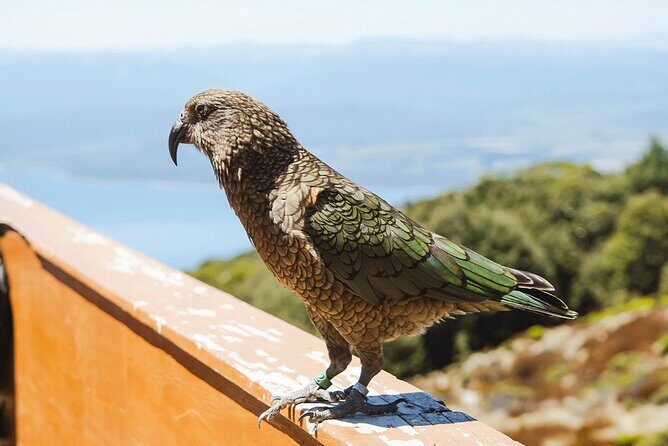 Scenic Helicopter & Kepler Guided Hike from Te Anau with Lunch - Luxmore Hut Hiking Options: Mt. Luxmore Up, or the Easier Down Route
