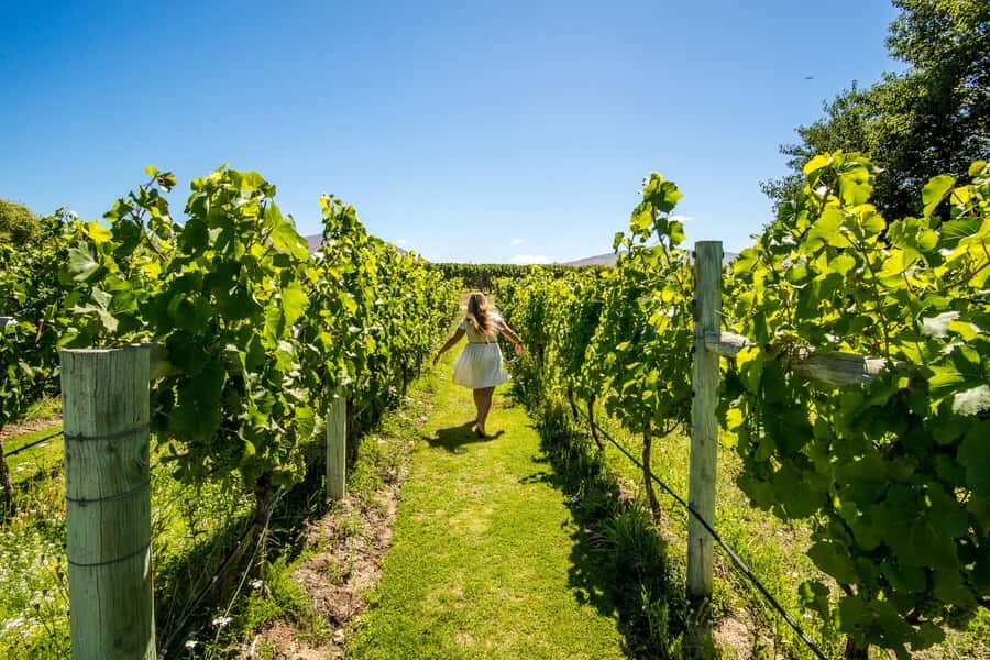Wanaka: Afternoon Boutique Wine Tour - Who should book this, and who should skip it